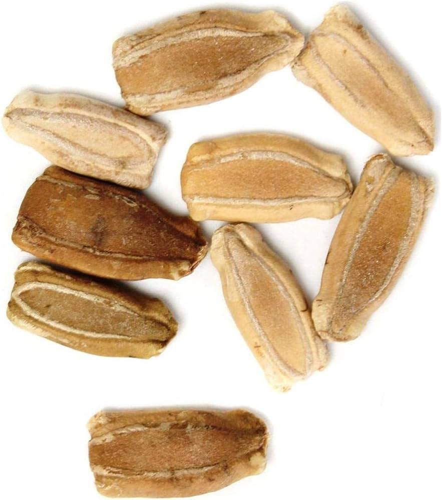 Upo (Bottle Gourd) Seeds 10pcs Repacked | Home Garden Vegetable | Long Green Gourds | Easy to Grow