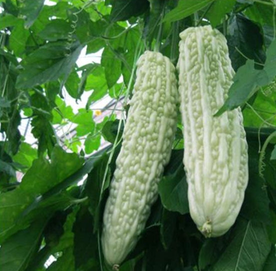 White Ampalaya (White Bitter Gourd) – 5 Seeds