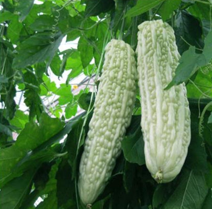 White Ampalaya (White Bitter Gourd) – 5 Seeds