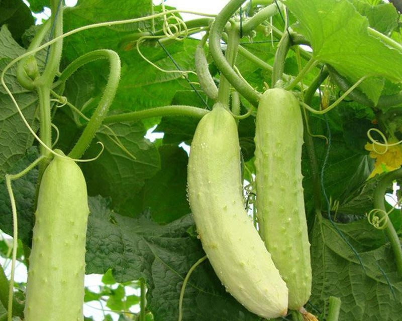 White Cucumber Seeds – Crisp, Mild, and Refreshing (20 Seeds)