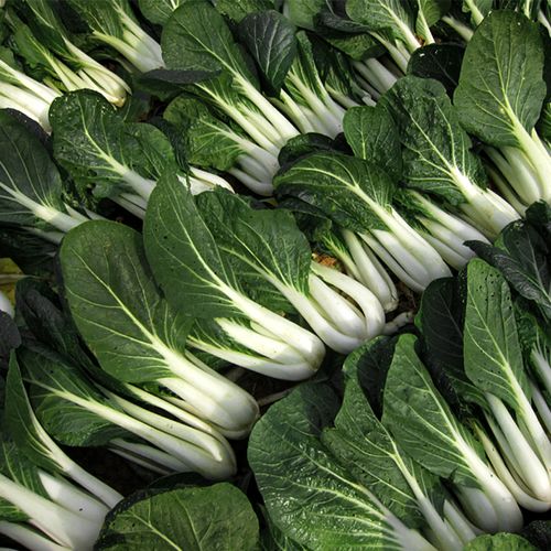 White Pechay Seeds – 500 Repacked Seeds | Fast-Growing, Nutritious Leafy Vegetable for Home Gardens
