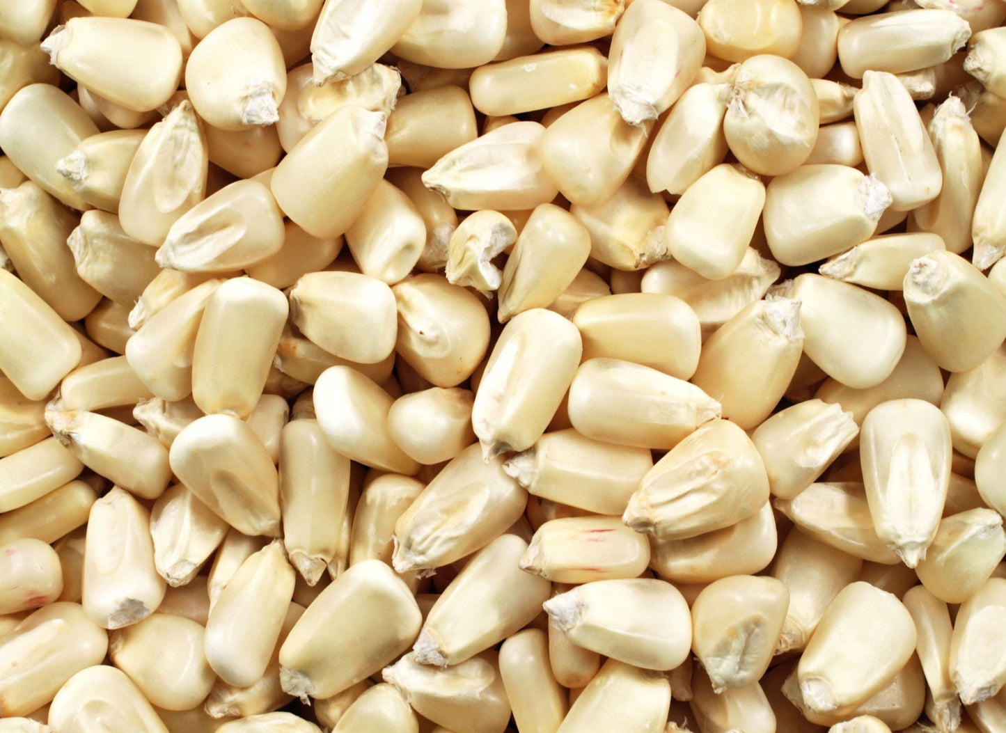 White Corn Seeds – 50 Seeds per Pack