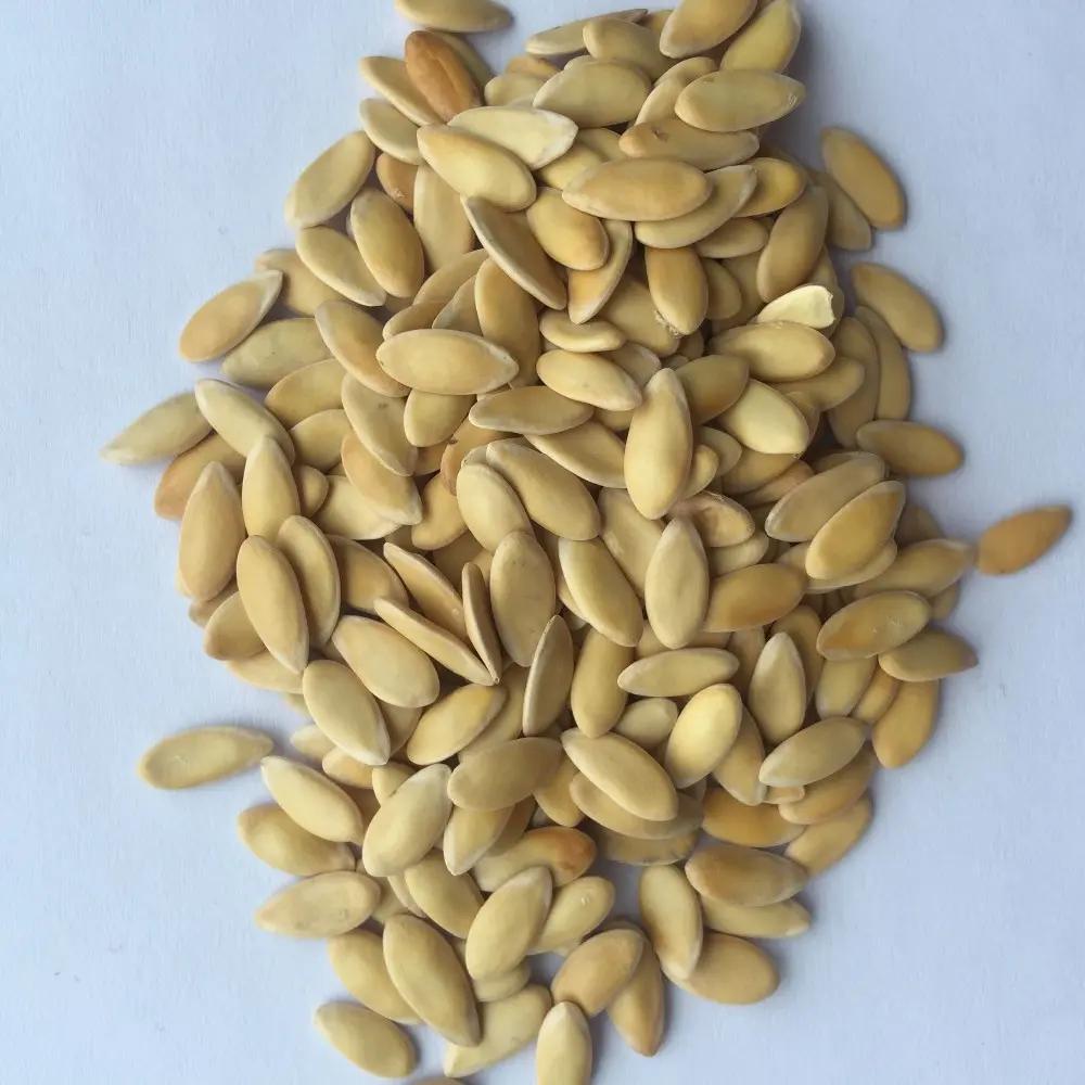 Hami Melon Seeds – Sweet, Crisp & Aromatic Asian Melon | 20 Seeds