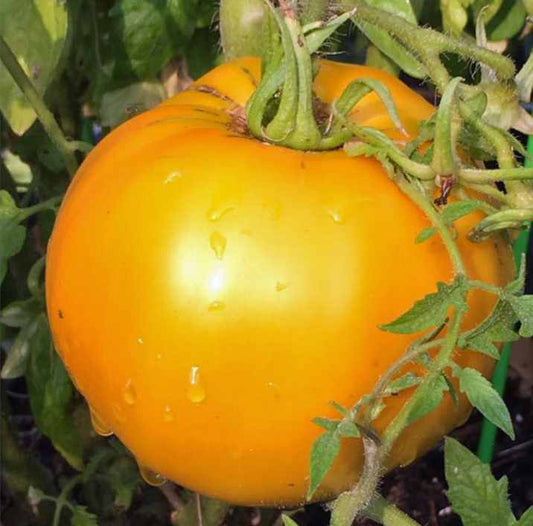 Yellow Big Tomato Seeds – 50 Repacked Premium Seeds for Home Garden