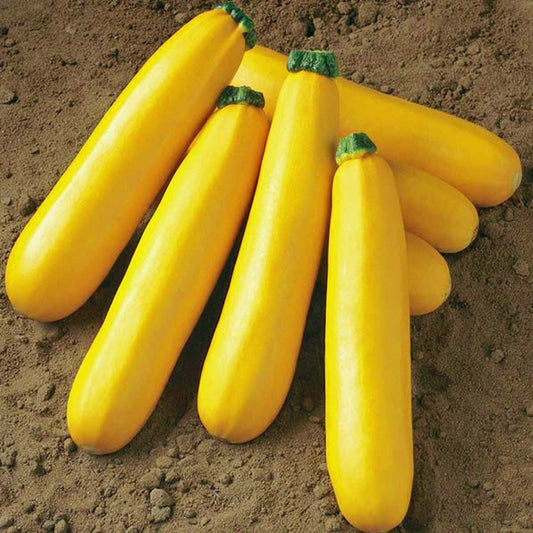 Yellow Long Zucchini Seeds – 5 pcs
