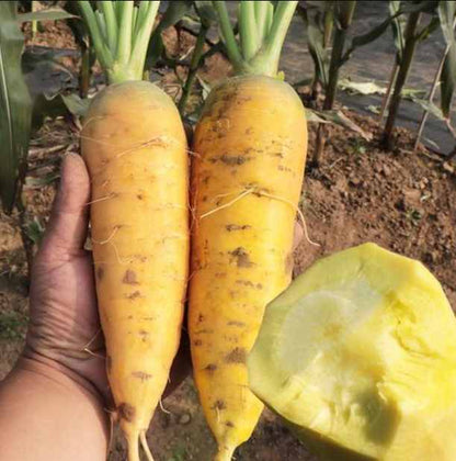 Yellow Carrot Seeds 300pcs Repacked | Sweet Heirloom Vegetable Seeds | Home Garden Carrots