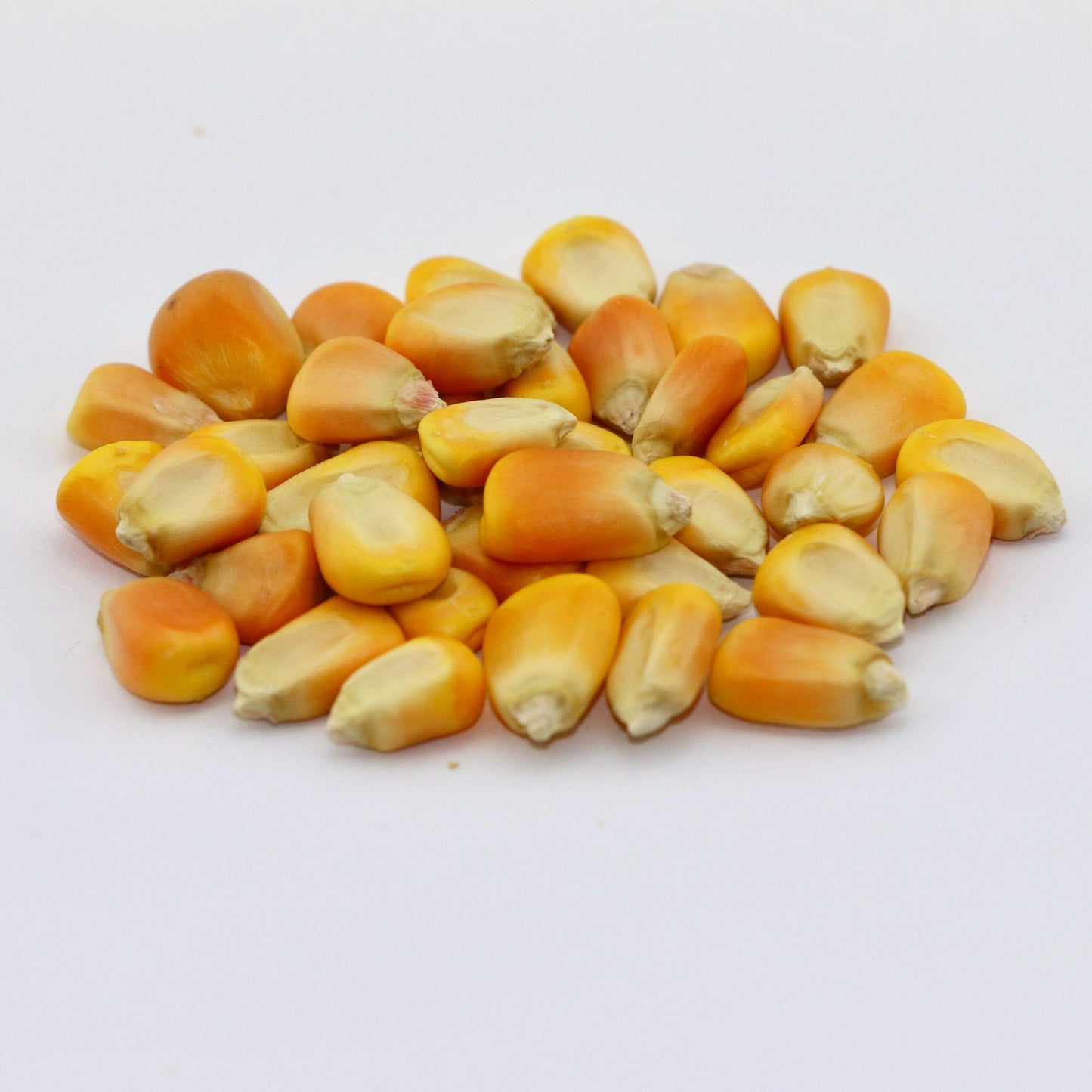 Yellow Corn Seeds – 50 Seeds per Pack