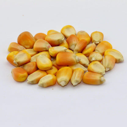Yellow Corn Seeds – 50 Seeds per Pack