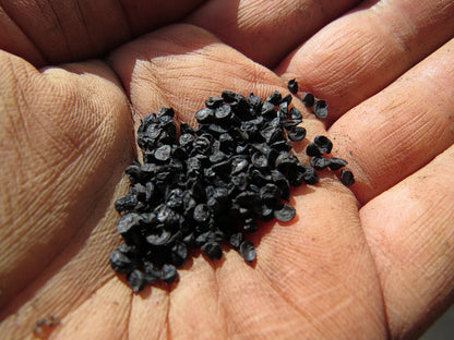 Small Spring Green Onion Seeds – Fresh, Crisp Green Onions (400 Seeds)