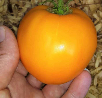 Yellow Big Tomato Seeds – 50 Repacked Premium Seeds for Home Garden