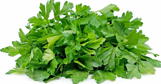 Cilantro Seeds – 300 Repacked Seeds | Aromatic, Fast-Growing Herb for Home Gardens