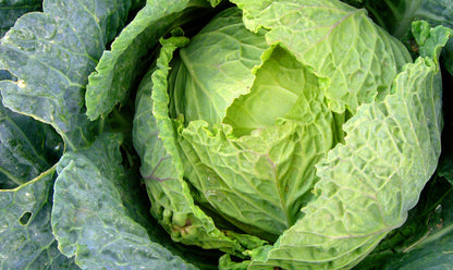 Green Cabbage Seeds (Repolyo) 300 pcs | Heirloom Vegetable Seeds | Fast Growing Crisp Cabbage for Home Garden & Farm Planting