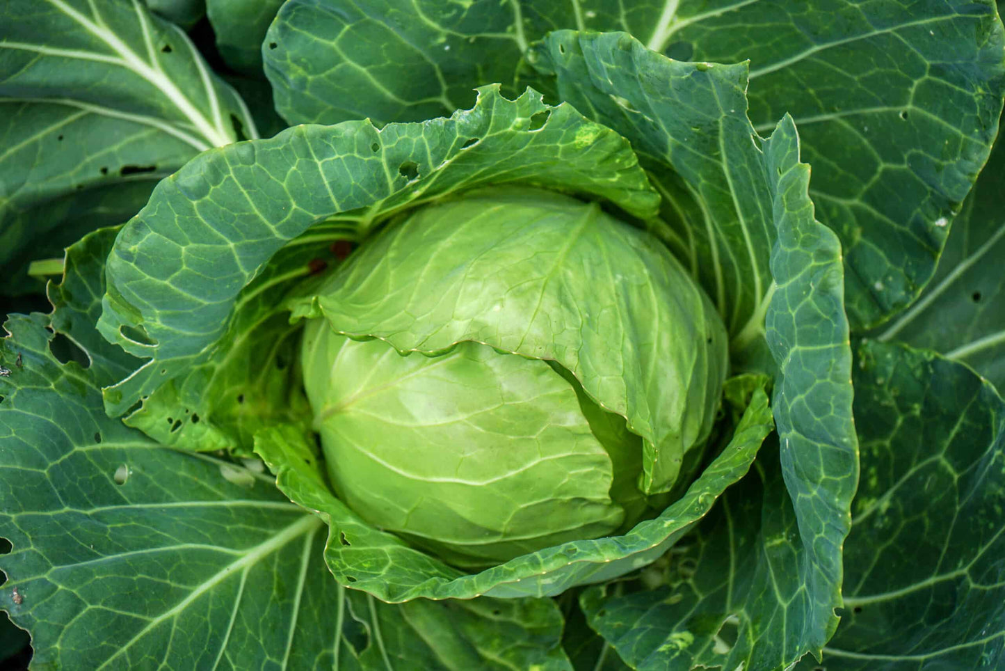 Green Cabbage Seeds (Repolyo) 300 pcs | Heirloom Vegetable Seeds | Fast Growing Crisp Cabbage for Home Garden & Farm Planting