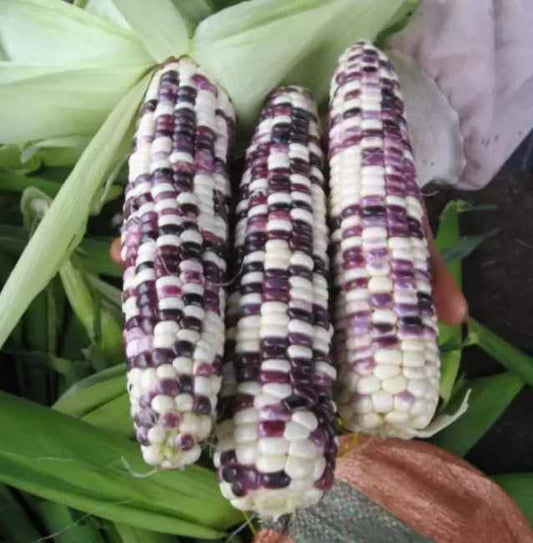 2-Color Hybrid Corn Seeds – 50 Seeds per Pack