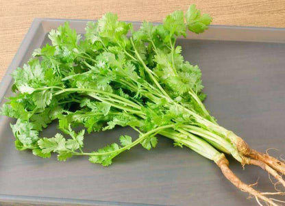 Cilantro Seeds – 300 Repacked Seeds | Aromatic, Fast-Growing Herb for Home Gardens