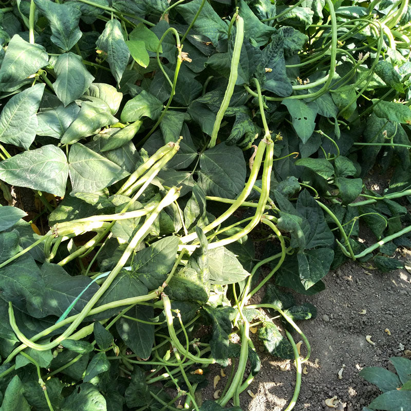 Green Dwarf Long Bean Seeds – 20 Repacked Seeds | Crisp, High-Yield Vegetable for Home Gardens