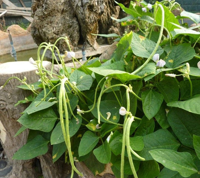 Green Dwarf Long Bean Seeds – 20 Repacked Seeds | Crisp, High-Yield Vegetable for Home Gardens