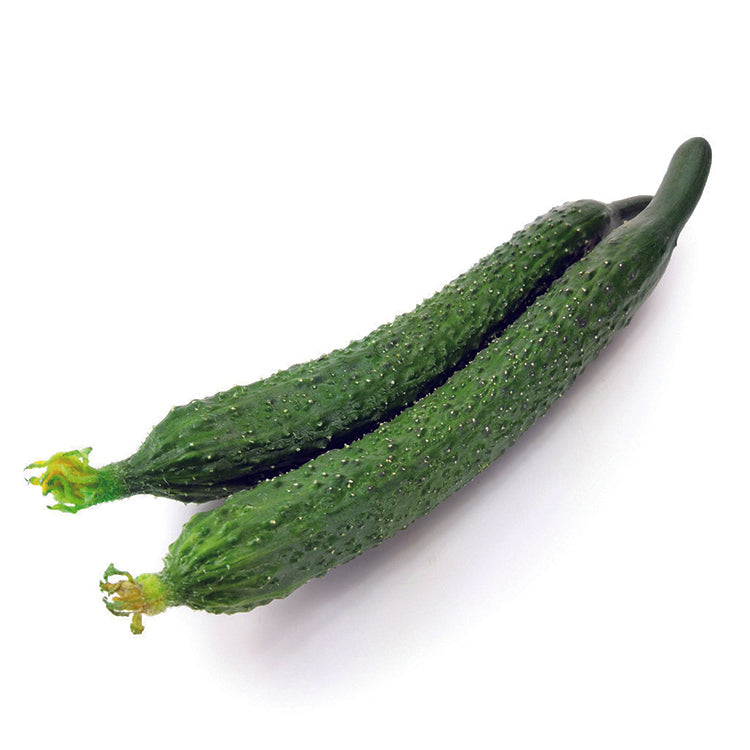 Seedless Cucumber Seeds – 20 Repacked Seeds | Crisp, High-Yield Vegetable for Home Gardens