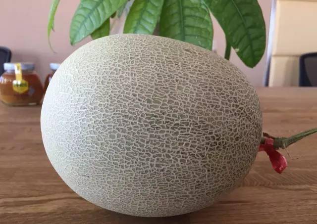 Cantaloupe Melon Seeds – Sweet, Juicy & Aromatic Fruit | 20 Seeds