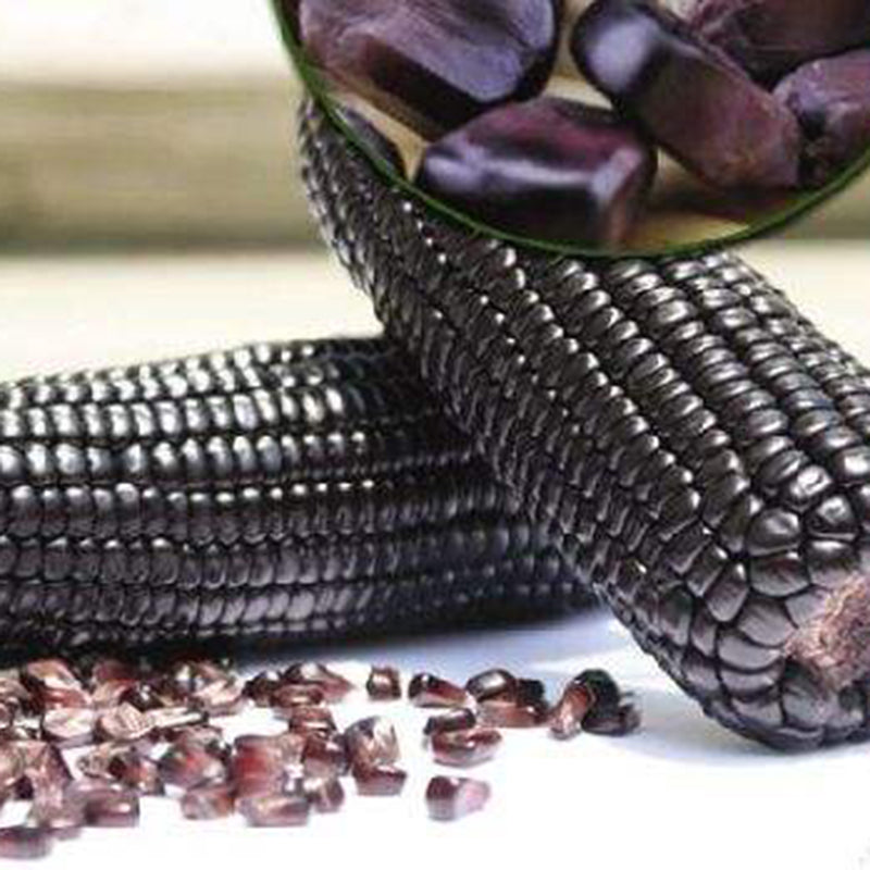 Purple Corn Seeds – 50 Seeds per Pack