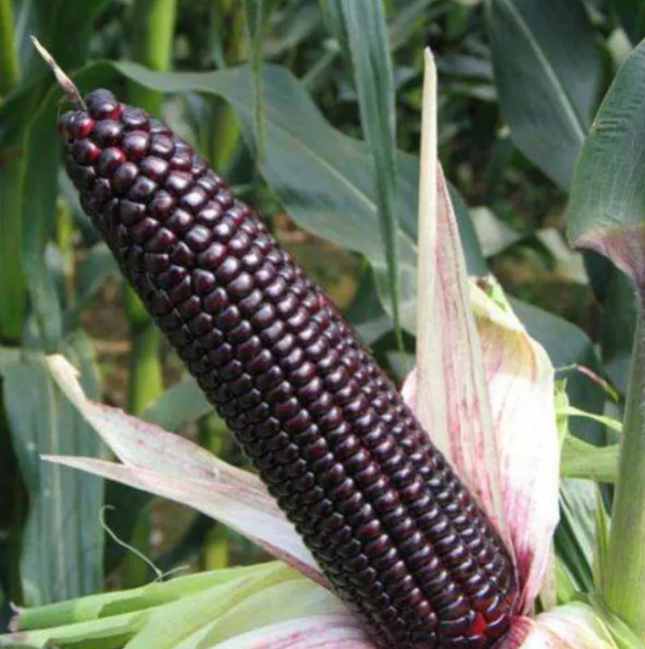 Purple Corn Seeds – 50 Seeds per Pack