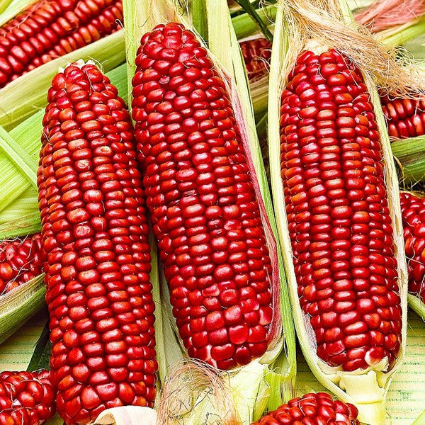 Red Corn Seeds – 50 Seeds per Pack