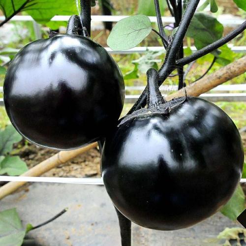 Round Black Eggplant Seeds – 150 Repacked Seeds | Nutritious, High-Yield Vegetable for Home Gardens