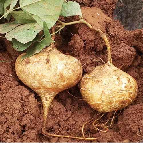 Singkamas Seeds (Jicama) – Crisp, Sweet Root Vegetable | 15 Seeds