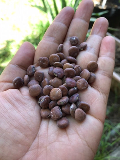 Singkamas Seeds (Jicama) – Crisp, Sweet Root Vegetable | 15 Seeds