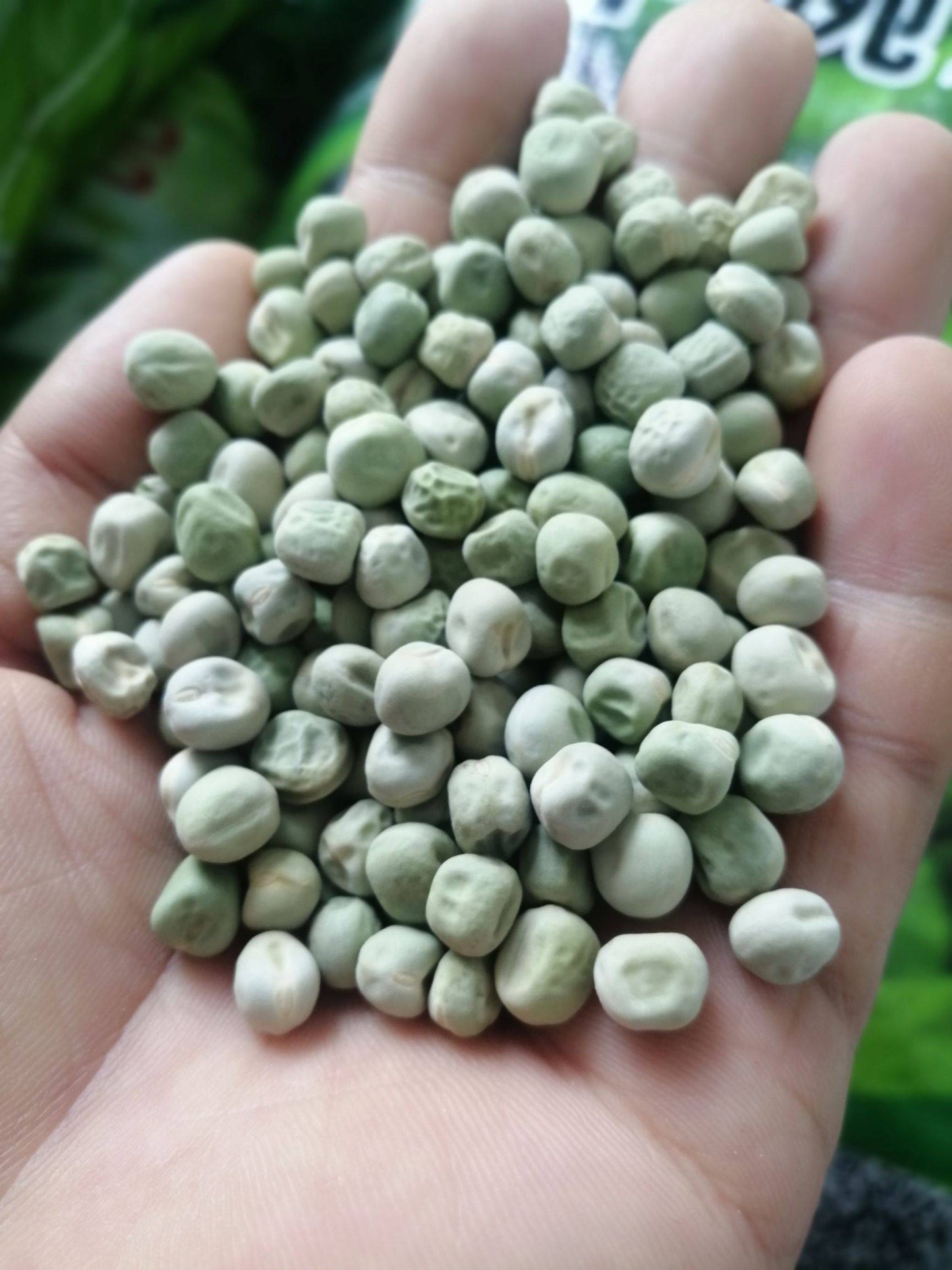 Snap Pea Seeds – 20 Repacked Seeds | Crisp, Sweet & Easy-to-Grow Vegetable for Home Gardens