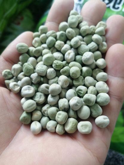 Snap Pea Seeds – 20 Repacked Seeds | Crisp, Sweet & Easy-to-Grow Vegetable for Home Gardens