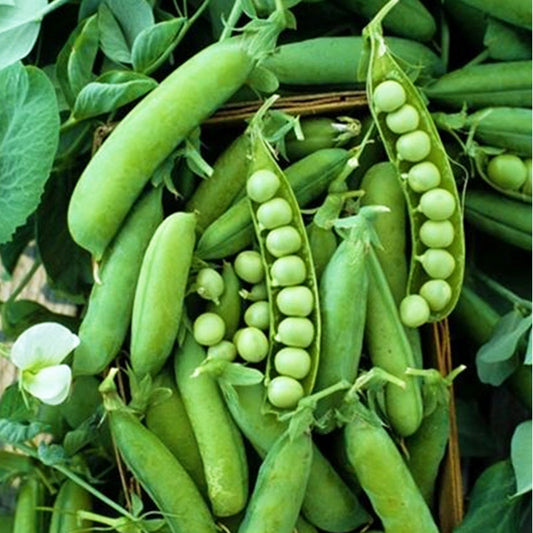 Snap Pea Seeds – 20 Repacked Seeds | Crisp, Sweet & Easy-to-Grow Vegetable for Home Gardens