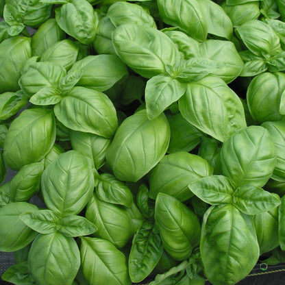 Basil Seeds – Fresh, Aromatic Culinary Herb (100 Seeds)