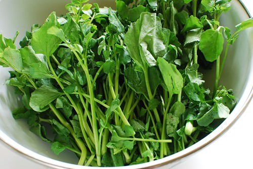 Watercress Seeds 1000pcs – Healthy Fast-Growing Vegetable for Home Gardens