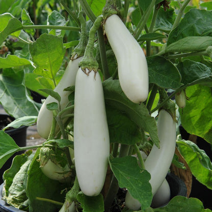 White Long Eggplant Seeds – 150 Repacked Seeds | Nutritious, High-Yield Vegetable for Home Gardens