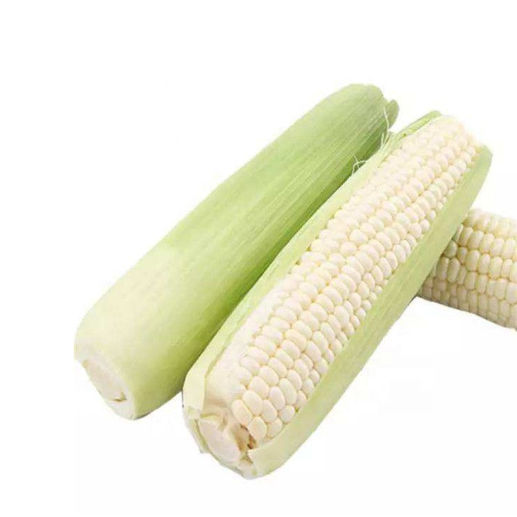 White Corn Seeds – 50 Seeds per Pack