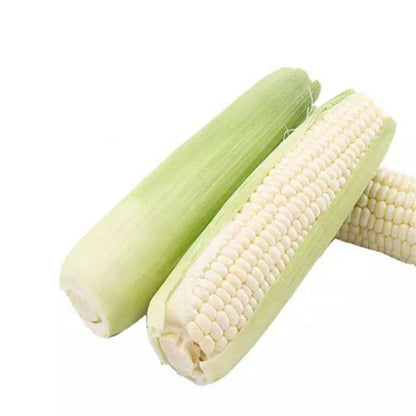 White Corn Seeds – 50 Seeds per Pack