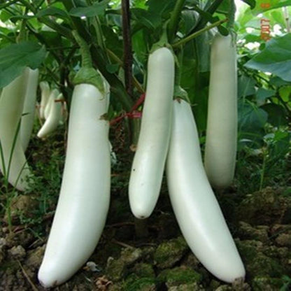 White Long Eggplant Seeds – 150 Repacked Seeds | Nutritious, High-Yield Vegetable for Home Gardens
