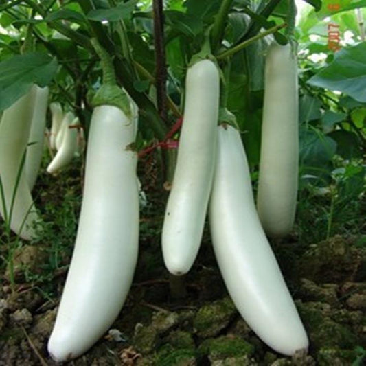 White Long Eggplant Seeds – 150 Repacked Seeds | Nutritious, High-Yield Vegetable for Home Gardens