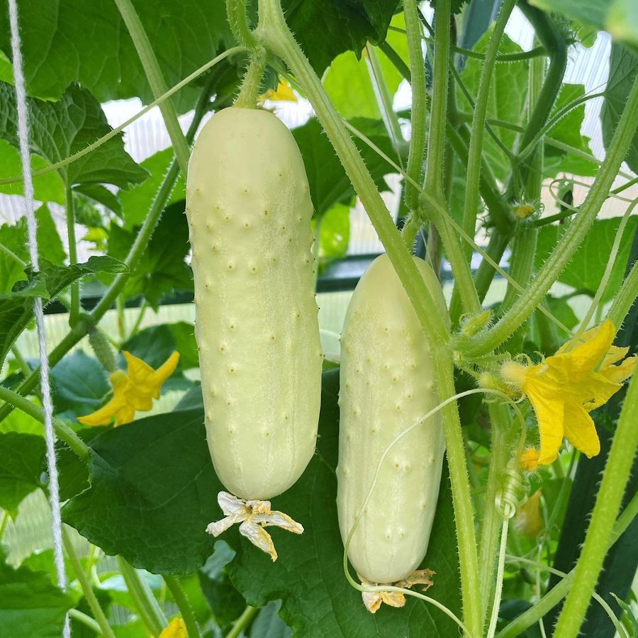 White Cucumber Seeds – Crisp, Mild, and Refreshing (20 Seeds)