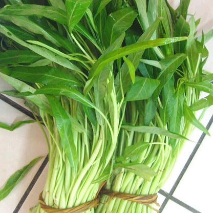 White Stem Kangkong Seeds – 50 Repacked Seeds | Nutritious, Fast-Growing Greens for Home Gardens