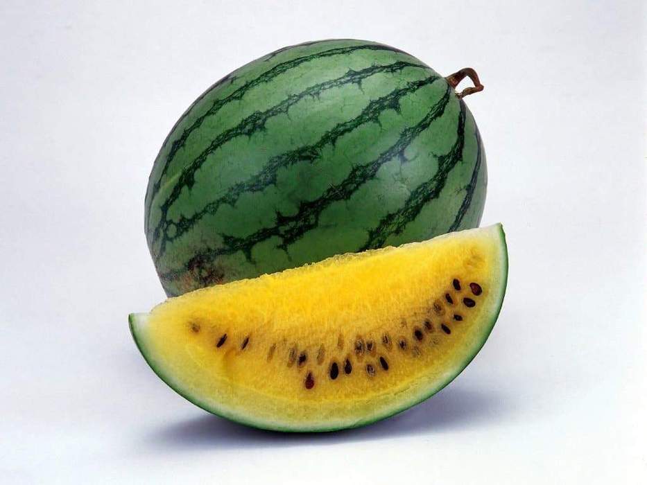 Round Yellow Watermelon Seeds – 15 Repacked Premium Seeds for Home Garden