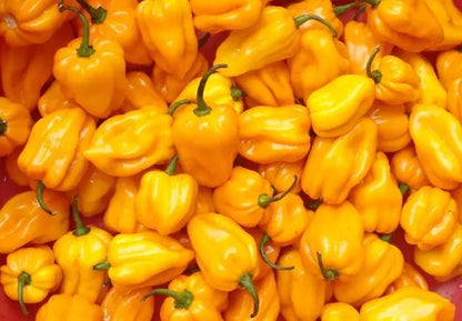 Yellow Habanero Chili Seeds (50 Seeds) – Ultra Spicy & Fruity