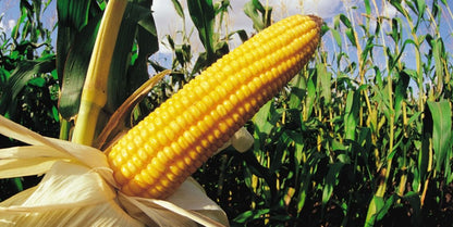 Yellow Corn Seeds – 50 Seeds per Pack