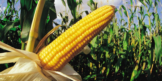 Yellow Corn Seeds – 50 Seeds per Pack