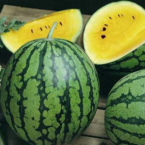 Round Yellow Watermelon Seeds – 15 Repacked Premium Seeds for Home Garden